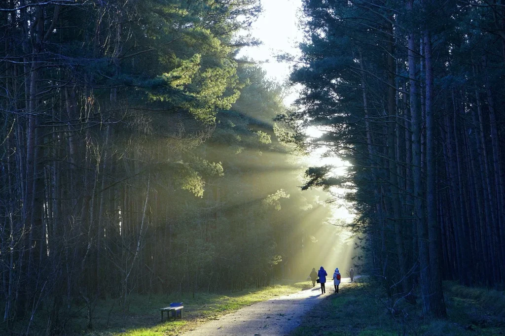 Trail et automobile : un duo pour les aventuriers